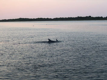 Paradise Dolphin Cruises